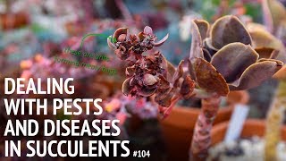 104 These are the common pests and diseases affecting succulents [upl. by Gonroff486]