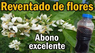 Abono Potente Para Cítricos y Plantas Fertilizante para floración  REVIVE PLANTAS RÁPIDO [upl. by Ysdnyl]