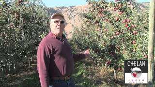 Braeburn Apple harvest in Washington State [upl. by Zehc589]