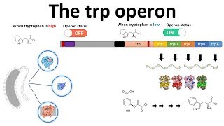 trp operon [upl. by Tobe]