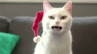 Katze singt Weihnachtslieder [upl. by Noryb]