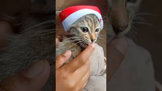 kitten Mey mau ikut lomba 17 San cat videolucu shortsviral oyenbarbar [upl. by Bever]