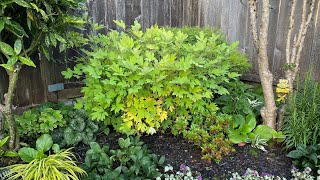 Bleeding Hearts Dicentra  After Bloom Cut Back 4K July 2 [upl. by Names]