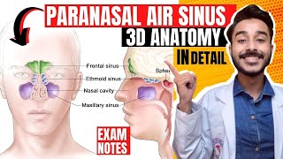 Paranasal air sinuses anatomy  Paranasal sinuses anatomy  maxillary sinus anatomy [upl. by Kier]