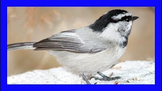 Mountain Chickadee Singing Mountain Chickadee Calling  Carbonero Montañés Canto Poecile Gambeli [upl. by Biggs]