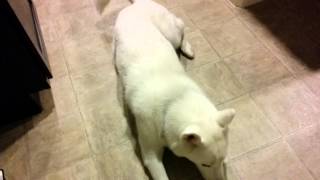 Husky Dog stretching and farting [upl. by Assenaj]