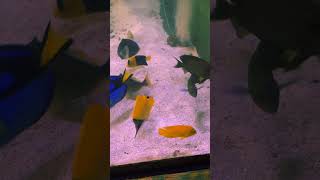 Yellow Longnose Butterflyfish Eating Pellet 12 mm [upl. by Annol]