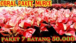 OBRAL PAKET AGLONEMA 7 BATANG 50000 [upl. by Ydna429]