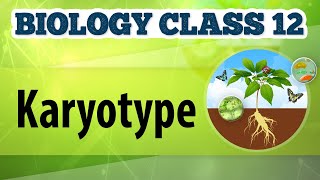 Karyotype  Chromosomal Basis of Inheritance  Biology Class 12 [upl. by Win]