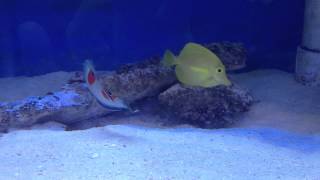 Aqua SD Twinspot Wrasse Yellow Tang Anthias Fish [upl. by Cyma168]