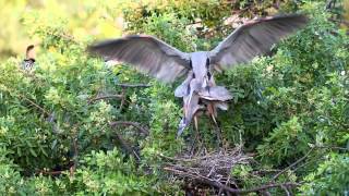 Great Blue Herons Mating [upl. by Othella]