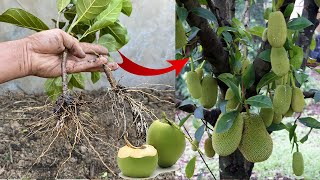 Cutting And Propagate Jackfruit Tree In Coconut Fruit Jackfruit Tree Growing [upl. by Jecon]