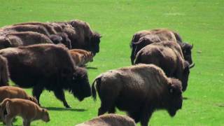 Home on the Range  yodel by Ho Lan 賀蘭  山腰上的家 [upl. by Anos]