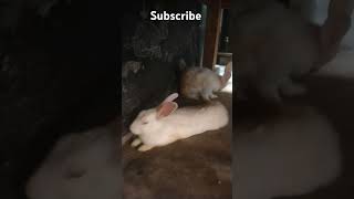 Rabbit short video like and subscribe 🥰trendingviralpopularcutepet cuterebbit [upl. by Nallek]