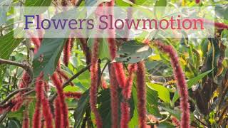 Natural Video EP  85  Acalypha hispida Plant Farming Videography [upl. by Cristy]