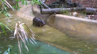 Taronga Visitors May Glimpse New Pygmy Hippo Calf [upl. by Winola]