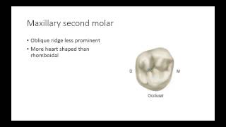 Dental Anatomy Permanent Molars [upl. by Teerprah]