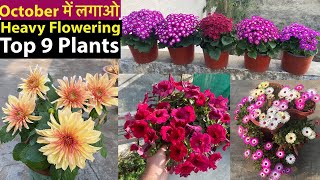 Winter में ये 9 पोधे न लगाये तो क्या लगाया SeptOct Super Heavy Flowering Plants 2023 [upl. by Eamaj394]