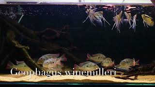 Geophagus winemilleri [upl. by Einahpet]