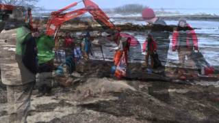 Cuviers Beaked Whale Whalebone Recovery [upl. by Manton656]