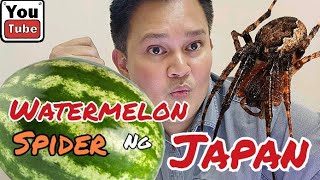 WATERMELON Spider ng Japan Kakaibang Gagamba Galing Japan Unknown Species [upl. by Assiluj217]