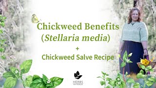 Chickweed Benefits Stellaria media  Chickweed Salve Recipe [upl. by Mintz]