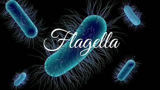 Flagella  Introduction and Structure [upl. by Drud61]