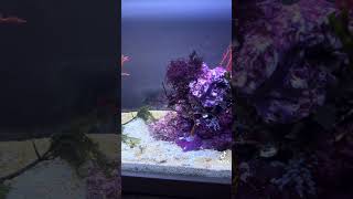 Decorating my seahorse reef tank with algae [upl. by Adehsar]