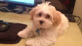 Silly Havanese puppy at 11 weeks [upl. by Ruff]