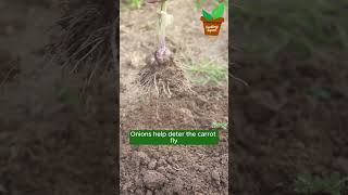 Companion Planting 101 companionplanting plantingtips gardening101 [upl. by Rabiah130]