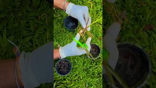 How to grows a orchid plant in a pot Fast growing orchid plant ideas Best orchid plantingCare Tips [upl. by Harpp]