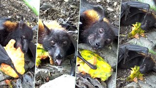 Large Flying Fox Pteropus vampyrus [upl. by Barrington]