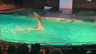 Dolfinarium laat dolfijnen rakelings over trainers heen springen [upl. by Osman]