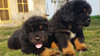 Tibetan mastiff Puppies  919417730301 tibetanmastiffpuppies puppy [upl. by Loriner]