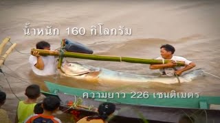 Giant CatFish ปลาบึกแม่น้ำโขง การอนุรักษ์ไร้พรมแดน [upl. by Aerdnahs442]