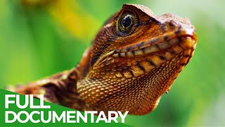 Wild Colombia Revealed  Free Documentary Nature [upl. by Jeunesse550]