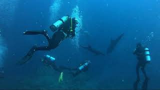 DIVING REVILLAGIGEDO ISLANDS Socorro  Liveaboard Day 2 and 3 Socorro [upl. by Kirsten461]