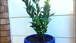 How to grow a Bay Tree [upl. by Outlaw]