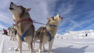 Sleddog sullOrtigara  Escursione con i cani da slitta sullAltopiano di Asiago [upl. by Cato]