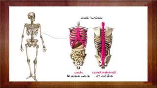 Biologie Sistemul osos  WinSchool [upl. by Annaerda]