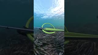 doblete de lubinas de Álvaro grabado con la cámara de 360 grados pesca fishing spearfish [upl. by Lleznol]