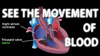 The Pathway of Blood Flow Through the Heart Animation [upl. by Trbor]