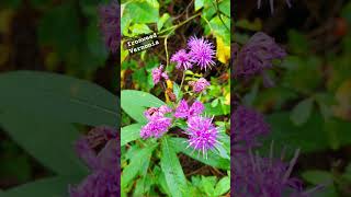 Beautiful Ironweed nature shorts wildflowers [upl. by Ycart]