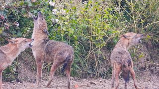 Fox SoundGolden Jackal Sound 2024Jackal Howling II শিয়ালের ডাক [upl. by Yellah]