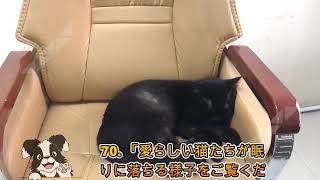 70 「愛らしい猫たちが眠りに落ちる様子をご覧ください」 [upl. by Ecidna35]