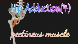 Hip Adduction4Pectineus muscle [upl. by Tews]