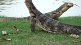 Monitor Lizards Do Battle Lumphini Park  Bangkok Thailand [upl. by Ennaeel]