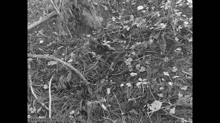 Whites Thrush Stomps around the Forest Floor to Catch Bugs Hiding under Leaf Litter [upl. by Kela]