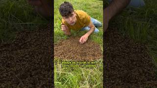 🐝Récupération d’un essaim d’abeilles au sol🐝 abeille bee apiculture ruche miel reine [upl. by Irak153]