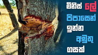 ඇහැට දැක්කත් ලගට යන්න එපා 😱 6 Shocking Crazy Trees Around The World  Amazing Trees In The World [upl. by Melborn]